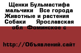 Щенки Бульмастифа мальчики - Все города Животные и растения » Собаки   . Ярославская обл.,Фоминское с.